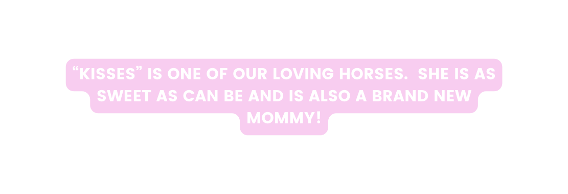 KISSES IS ONE OF OUR loving horses SHE IS AS SWEET AS CAN BE AND IS ALSO A BRAND NEW MOMMY